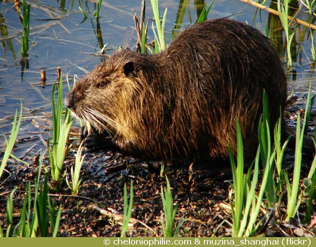 Le ragondin, Myocastor coypus