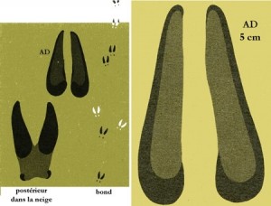 Empreinte du chamois