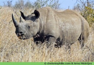 Le rhinocéros sauvage