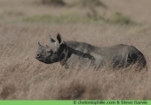 Le rhinocéros d'Afrique