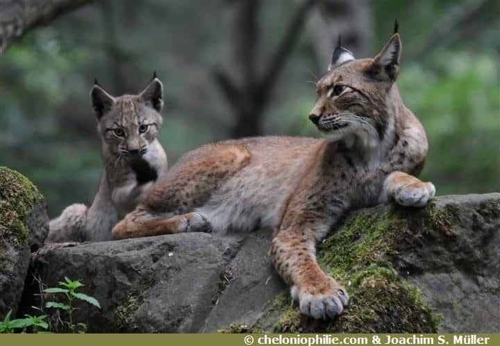 Lynx bébé