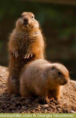 bébé marmotte