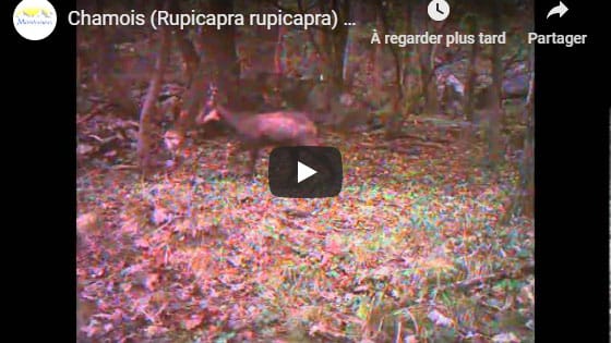 Rupicapra