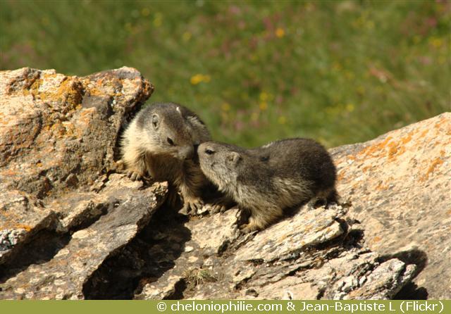 Marmottes des alpes