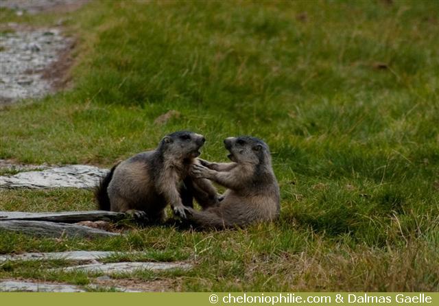 Combat marmotte
