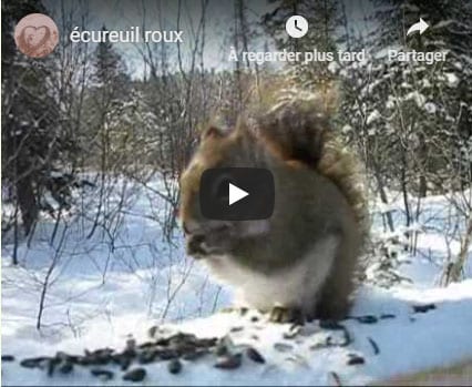 L'écureuil hiver