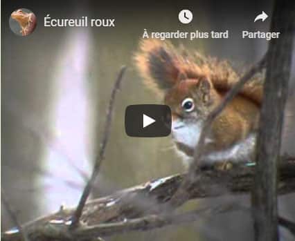 vidéo écureuil