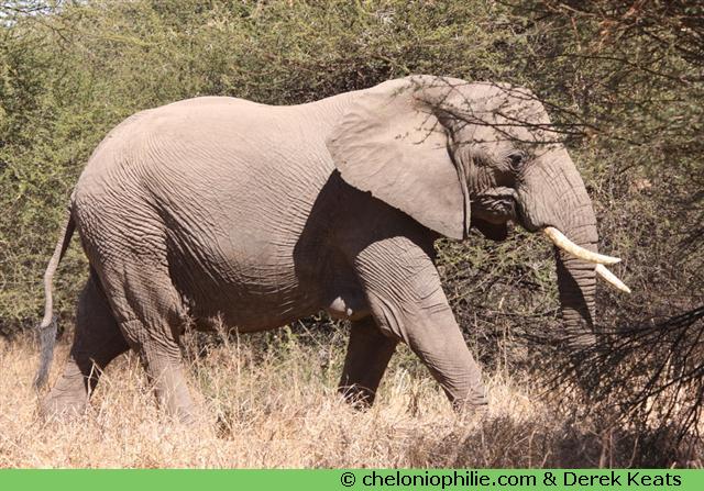 Éléphant ivoire
