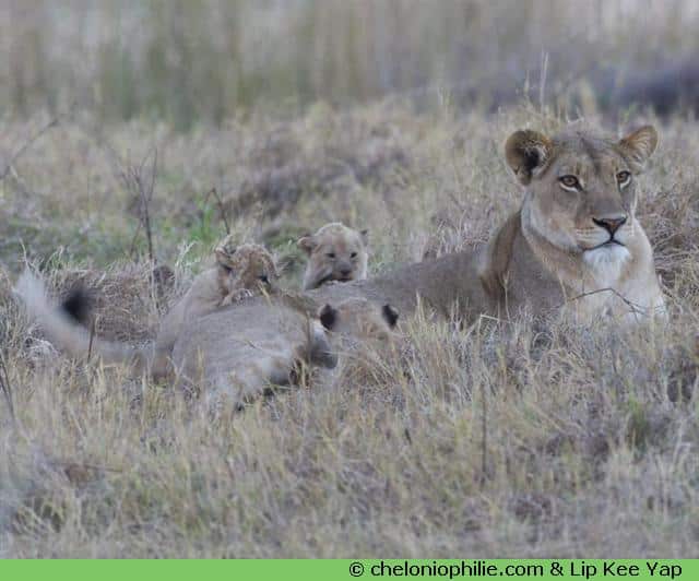 Lionne lionceaux