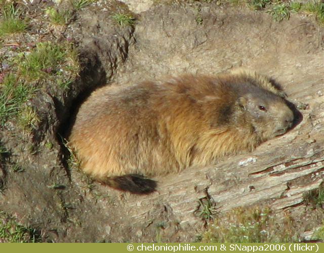Marmotte allongée
