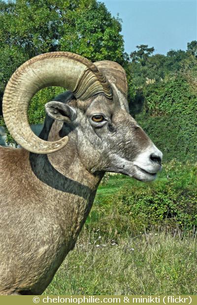 Mouflon Corse
