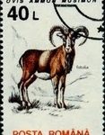 Timbre mouflon
