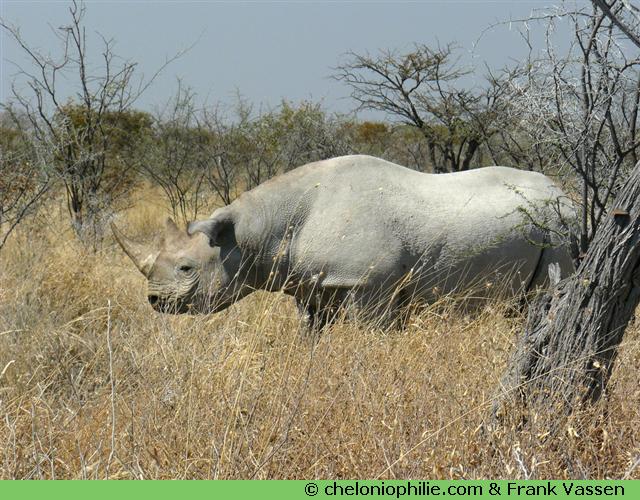 rhinocéros noir