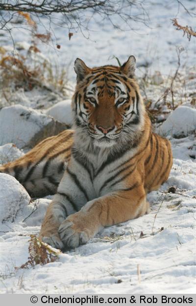 Tigre neige